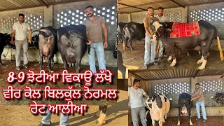 28 October 2026 ਫੋਨ 96465-96368 =8-9 ਝੋਟੀਆ ਵਿਕਾਊ ਨਾਲ ਵੈੜਾ ਤਾਜੀਆ ਸੂਈਆ ਸੋਹਣੀਆ ਸੁਨੱਖੀਆ ਦੁੱਧ ਆਲੀਆ