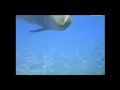 Level 42 - Love in a Peaceful World