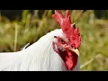 Download Lagu Suara Alarm Ayam Jago Nyaring Bet