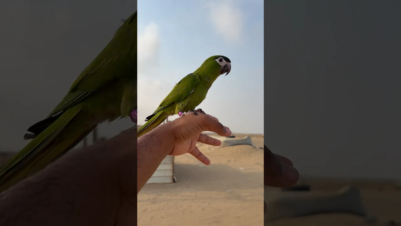 هدد صباحي🔥