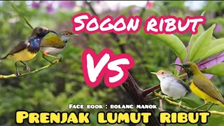 suara pikat sogon ribut kombinasi prenjak lumut ribut terancam