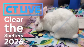 CT LIVE How to adopt a pet during Clear the Shelters 2026 with the Connecticut Humane Society