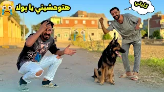 مش هربي كلاب تاني من بعد ما كلابي اتسرقت بولا وتمساحه لتبني  مش هربي كلاب تاني من بعد ما كلابي اتسرقت بولا وتمساحه لتبني