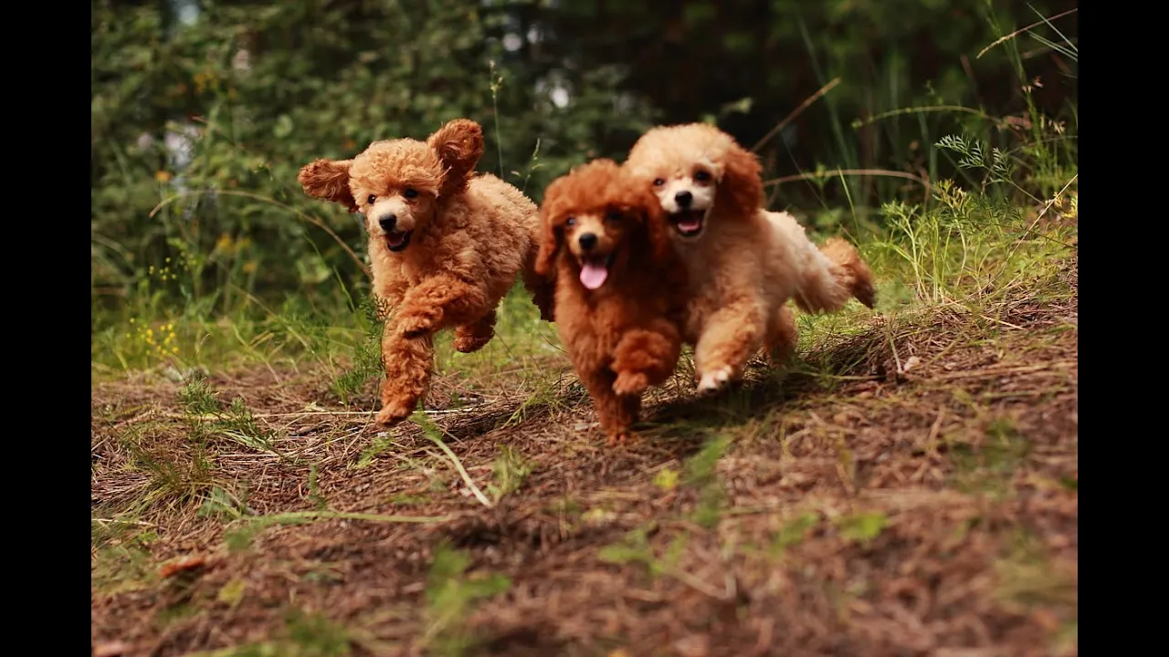 Купить Щенка Пуделя В Кемерово