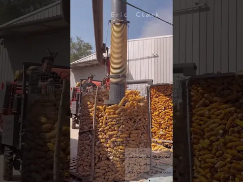 شفط الذرة من المخزن بأنبوب 🌾⬇️ تقنية النقل السريع للحبوب