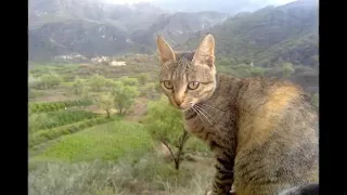 انشودة يا إلهي شذا بحبك فرقة الخير المركزية جودة عالية جدا360p 