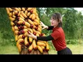 Download Lagu Harvesting GIANT Coconut Worms – Shocking Forest Protein Haul