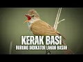 Lagu Kerak Basi: Burung yang Tak Mudah Dilihat