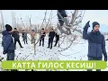Lagu ГИЛОС КЕСИШНИ МАНТИҒИНИ ТУШУНИШ УЧУН ВИДЕОНИ КЎРИНГ!