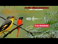 Download Lagu Terbaru. suara pikat burung mantenan paling cepat.  100% langsung nyamber