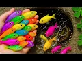 Download Lagu Catch beautiful aquarium fish in small pond baby turtles, eel, koi, pencil fish, nemo fish, tadpole