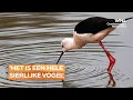 Download Lagu Exotische vogels nestelen zich steeds vaker in Nederland: 'Voor de steltkluut kan ik uren wachten'