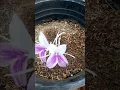 Bhumichampa/ kaempferia rotunda / bhuichafa/peacock ginger plant @sweetlittlegarden4782