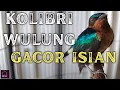 Download Lagu KOLIBRI WULUNG gacor nyrecet ngerol cocok buat masteran#kolibri #kolibriwulung #kolibriwulunggacor