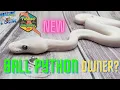 7 Tips for NEW Ball Python Owners 1st Week