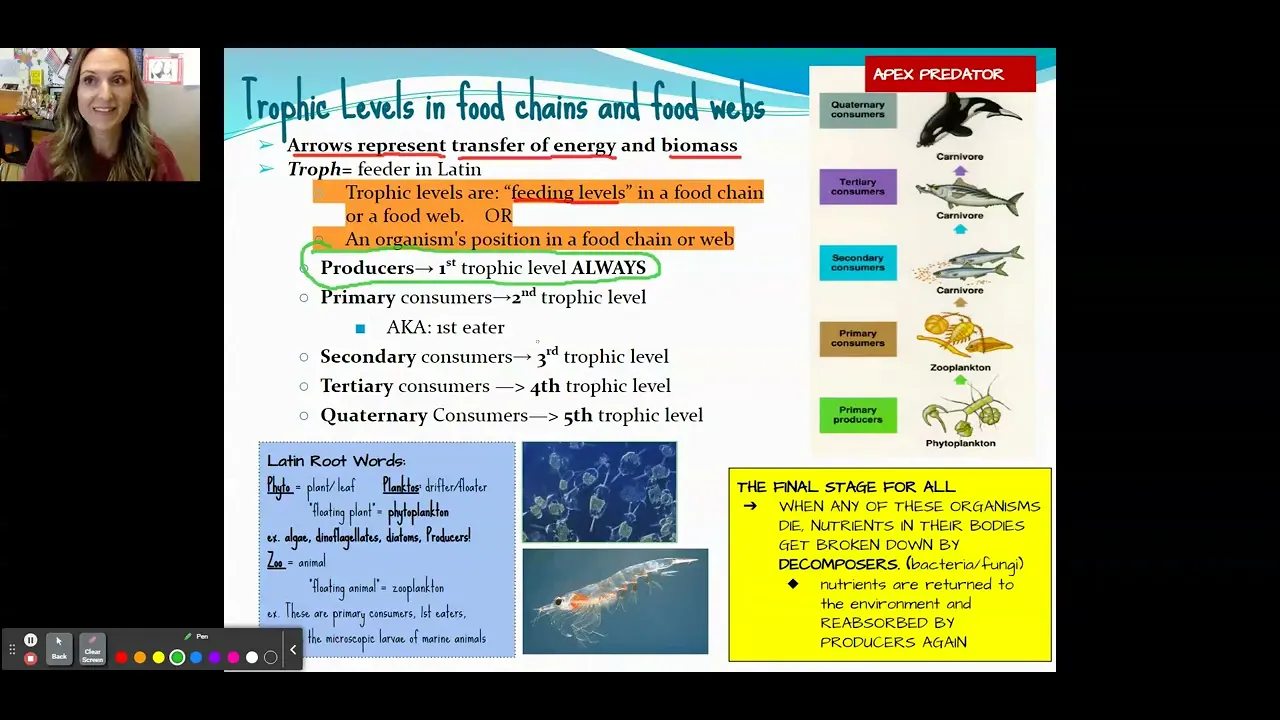 AICE Marine Science AS: 3.2 Feeding Relationships