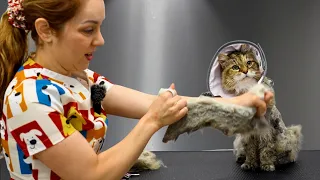 The Most Dangerous Cat Groom I ve Ever Attempted