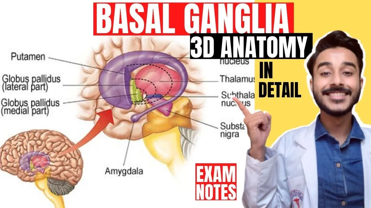basal ganglia anatomy 3d | basal nuclei anatomy 3d