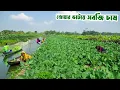 Lagu মনোহরপুরের ধাপভিত্তিক জোয়ার ভাটায় সবজি চাষ || Panorama Documentary