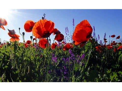 Download MP3 DÉTENTE À LA CAMPAGNE – Oiseaux Champs Fleurs Ruisseau – Calme le Stress – Sommeil Réparateur