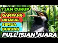 Download Lagu SUARA JALAK SUREN GACOR FULL ISIAN MASTERAN JOSS AMPUH untuk PANCING JALAK AGAR CEPAT GACOR