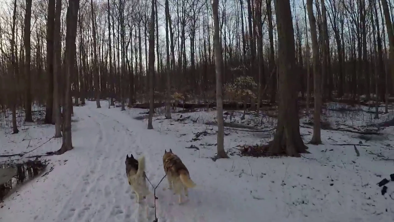 Last sled ride of the season before the snow disappears