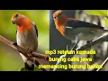 Suara Kemade..llBurung Betet Burung Cabe Jawa MP3 suara Pancingan cabe jawa