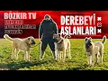 Lagu Soyunda Devler Var ! Belikırık ve Değerli Kanından Gelen Efsane Köpekler | DEREBEYİ ASLANLARI