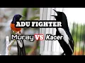 Download Lagu BERADU fighter MURAY vs KACER!! durasi pendek...