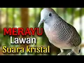 Download Lagu Perkutut lokal gacor suara kristal merayu lawan 