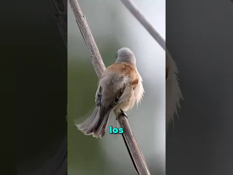 ESTE NIDO TIENE UN COMPARTIMIENTO OCULTO!!😨