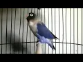 pancingan lovebird biru mangsi balibu paud dewasa betina jantan ngekek nyaut cepat