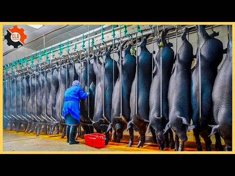 Download MP3 How Farmers Raise And Process Millions Of Black Pigs At The Factory-Pig Farms|Food Industry Machines