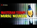 Download Lagu MURAI BATU NGUKLUK COBA TES PANCINGAN DENGAN YANG SATU INI