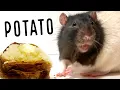 THE POTATO REVIEW