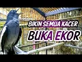 Download Lagu KACER BETINA GACOR JOS BIKIN SEMUA KACER BUKA EKOR !! PANCINGAN KACER GACOR BETINA.