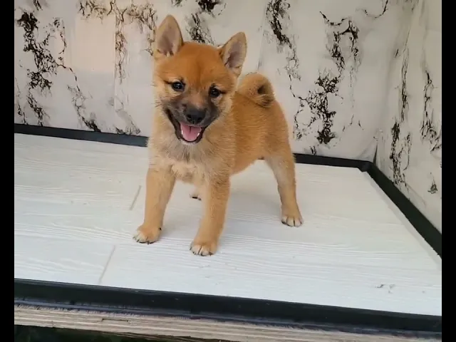 動画