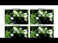 Image Blurring Example with OpenCV in Python