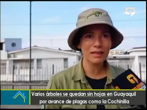 Varios árboles se quedan sin hojas en Guayaquil por avance de plagas como la Cochinilla