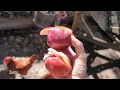 Chickens try apples Will chickens eat apples