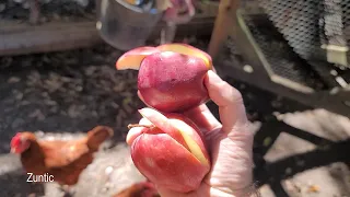 Chickens try apples Will chickens eat apples