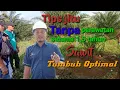 Download Lagu Tips Sawit tumbuh subur tanpa perawatan sampai umur 1.5 tahun, ini rahasianya
