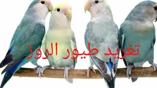 تغريد طيور الروز حفز طيورك 