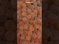 Download Lagu Artificial Breeding Of Salmon EXPLAINED