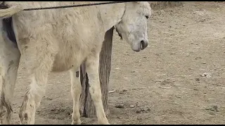 New Pair In Our Farm 2023 