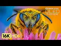 World's Most Stunning 16K HDR 120 fps | Dolby Vision (8K/4K TV)