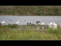 Download Lagu 20250910 Rockanje Strypse Wetering Zwarte Ibis