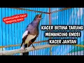 Lagu KACER BETINA TARUNG MEMANCING EMOSI KACER JANTAN !! PANCINGAN KACER GACOR PASTI NYAUT AMPUH.