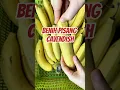 Download Lagu Benih Pisang Cavendish #pisang #cavendish