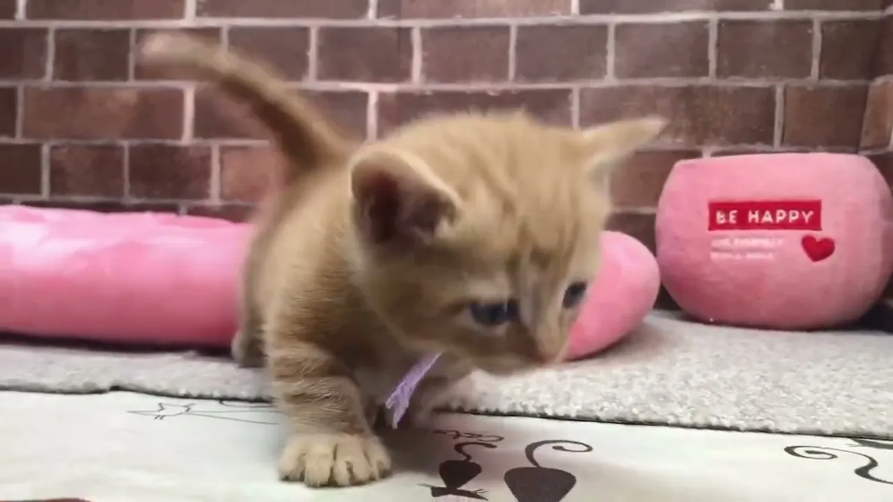 動画